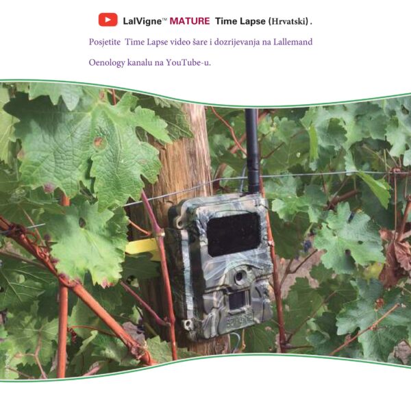 LalVigne brosura compressed 14