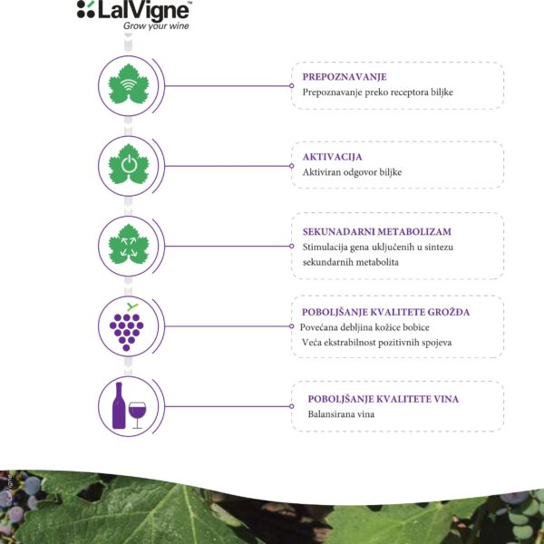 LalVigne brosura compressed 16