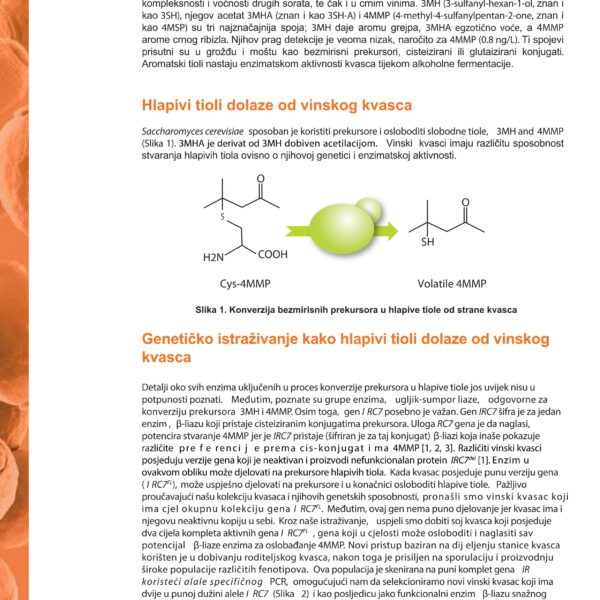Sauvy   hrv compressed 02