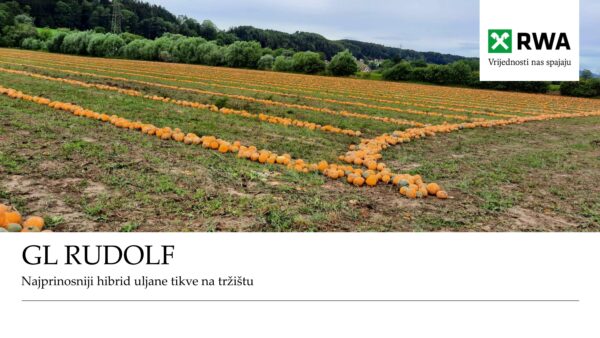 Golica (uljana tikva) GL RUDOLF, 18 MK / za 1 ha